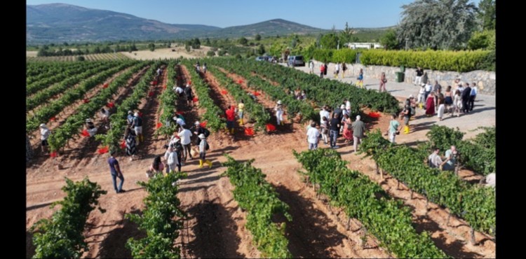 Çal Bağbozumu Festivali’nde kültür, sanat ve bağcılık bir arada