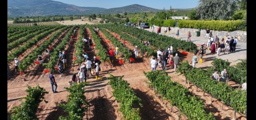 al Babozumu Festivalinde kltr, sanat ve baclk bir arada
